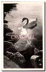 Postcard Old Swan Lake Leman Lake Switzerland