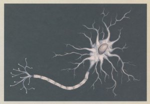 Neuron Nerve Cell Close Up Human Body Biology Postcard