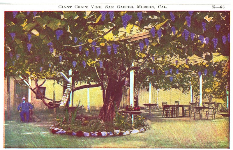 Giant Grape Vine, San Gabriel Mission, Cal. Z-66