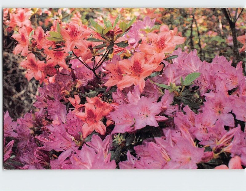 Postcard Brighton Dam Azalea Garden, Brookeville, Maryland