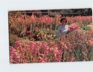 Postcard Hillside Gardens, New Ulm, Minnesota