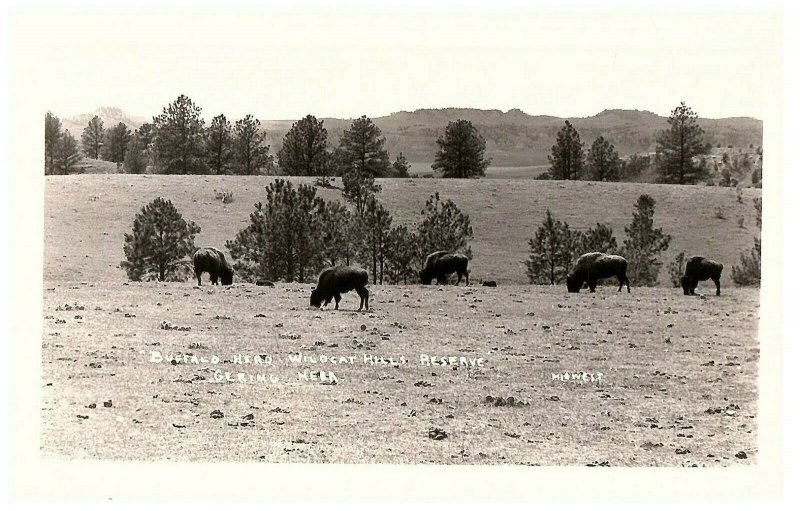 Buffalo Head Wildcat Hills Reserve Wyoming RPPC Postcard