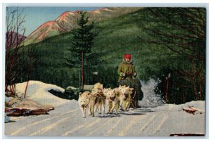 c1940 Team Ed Clark's Eskimo Sled Dogs Action Woodstock New Hampshire Postcard