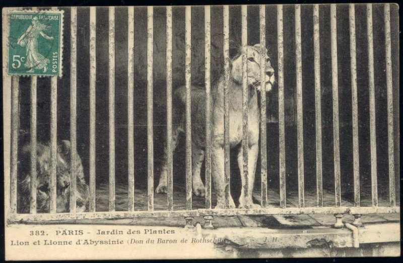 france, PARIS, Jardin des Plants, LION LIONESS (1920s)