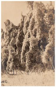 Rhode Island  Wallum Lake , Trees