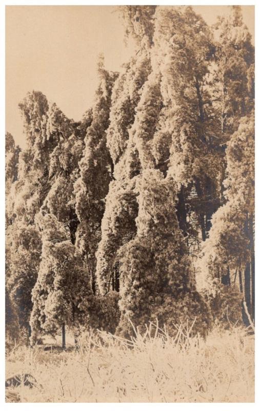 Rhode Island  Wallum Lake , Trees