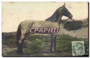 Vintage Postcard Horse Equestrian sports HorsemanshipÂ 