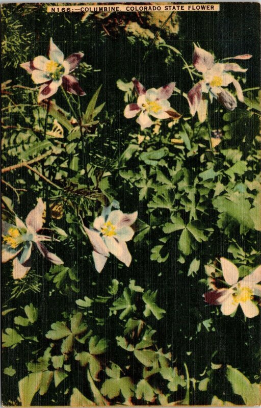 Columbine Colorado CO State Flower Linen Postcard UNP Unused VTG Vintage 