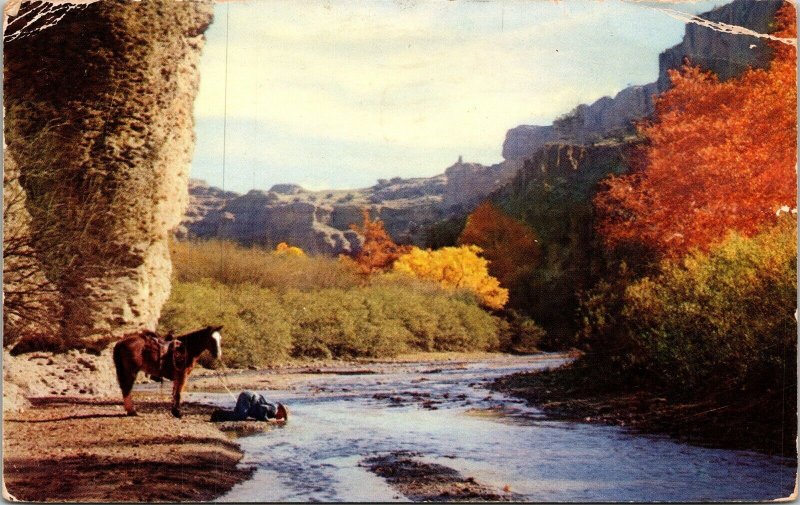 Quenching Thirst Stream Man Mule Valley Postcard PM Denver CO Cancel WOB Note 