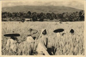 PC ethnic types on the fields INDONESIA (a18645)