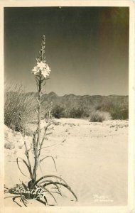 Postcard RPPC 1938 Arizona Phoenix Beautiful Desert Lily 23-11550