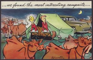 We Found the Most Interseting Campsite,Cows,Comic Postcard