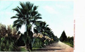 Postcard Riverside California Palms And Pampas