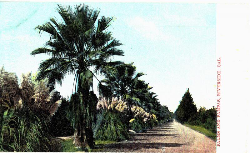 Postcard Riverside California Palms And Pampas
