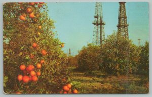 Southern California~Oranges And Oil Wells~Standard Chrome Postcard