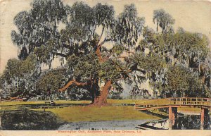 Audubon Park Washington Oak - New Orleans, Louisiana LA  