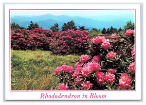 Rhododendron In Bloom North Carolina Postcard Continental View Card