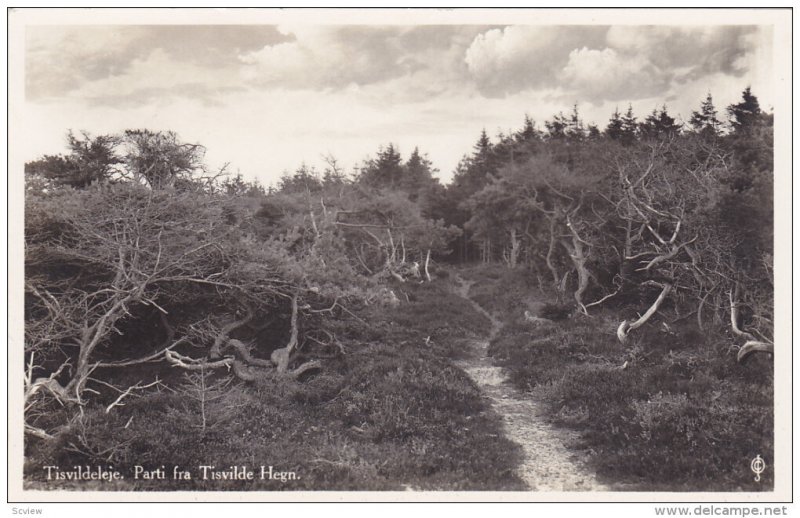 RP: Tisvildeleje. Parti fra Tisvilde Hegn. , Sweden , 1920-30s