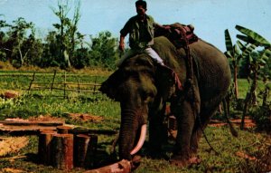 Thailand Chiang Dao Thailand Elephant Lumberjack Postcard 09.92