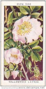 Wills Vintage Cigarette Card Wild Flowers 1936 1st Series No 34 Dog Rose