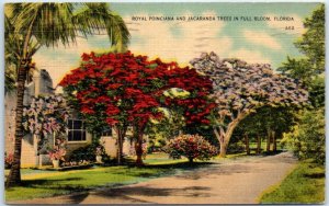 Postcard - Royal Poinciana And Jacaranda Trees In Full Bloom - Florida