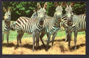 Zebras,Catskill GameFarm,Catskill,NY