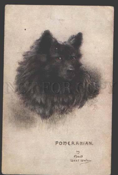 114308 POMERANIAN German Spitz by WATSON Vintage TUCK PC