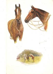 Norah Drummond. Horses. Man's Best Friend Tuck Oilette PC # 8650