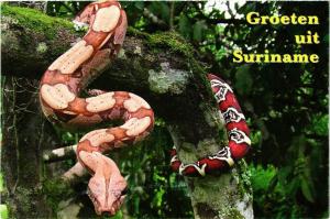 CPM SURINAME-Tapijtslang-Boa constrictor (330299)