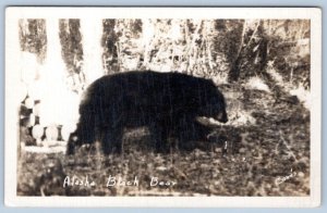 1930-1950 RPPC ALASKA BLACK BEAR REAL PHOTO VINTAGE POSTCARD