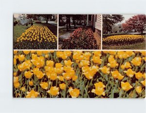 Postcard Tulip Time at Riverside Cemetery, Rochelle Park, New Jersey