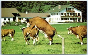Postcard - How The Udder Half Lives Filmed in the Bavarian Alps - Germany
