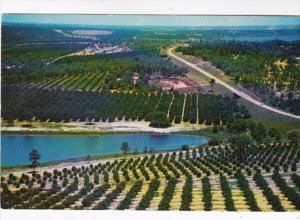 Florida Clermont Citrus Groves and Lakes As Seen From The Citrus Tower