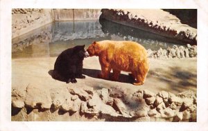 American Black and Cinnamon Bears San Diego Zoo, CA, USA Bear Unused 