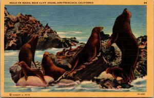 Vtg San Francisco CA Seals on Rocks near Cliff House 1930s Unused Linen Postcard