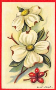 Flowers & Berries Of The DOGWOOD  Artist Anne T Cargill  ca1940's Linen Postcard