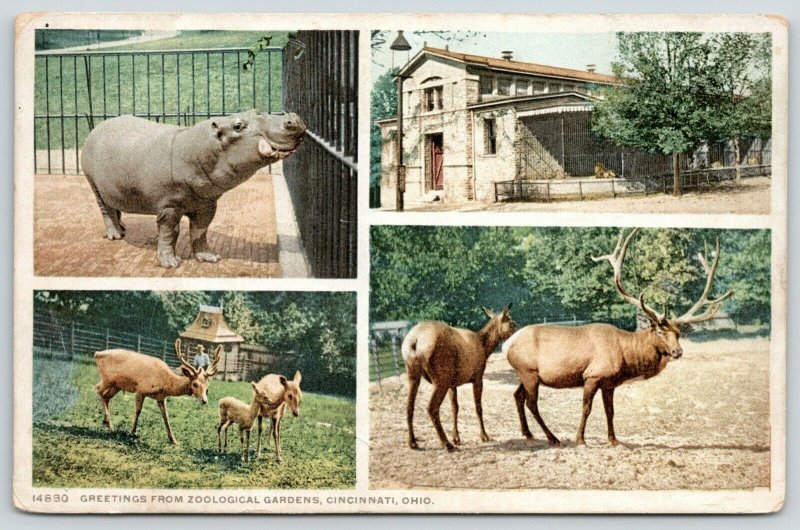 Cincinnati Ohio Zoo~Animals~Hippo~Lion on Caged Porch~Deer~c1910 Detroit Pub Co 