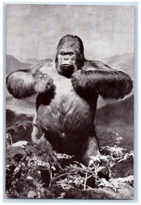 Mountain Gorilla The American Museum Natural History New York NY Postcard