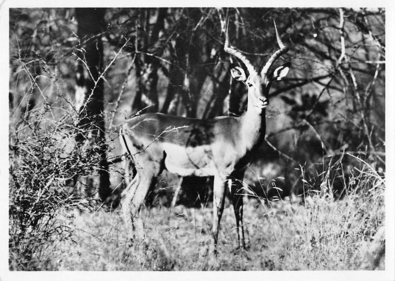 BR88959 antelope imapala ram kruger park real photo south africa  animal animaux