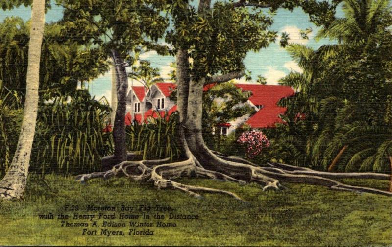 Florida Fort Myers Moreton Bay Fig Tree Edison Winter Home 1953 Curteich