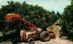 USA Citrus Harvest In Florida Chrome Postcard 08.59