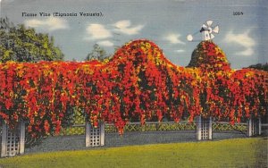 Flame Vine (Eignonia Venusta) Misc, Florida  