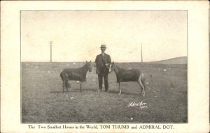 Tom Thumb Admiral Dot Miniature Horse World Smallest c1900-20s Vintage Postcard