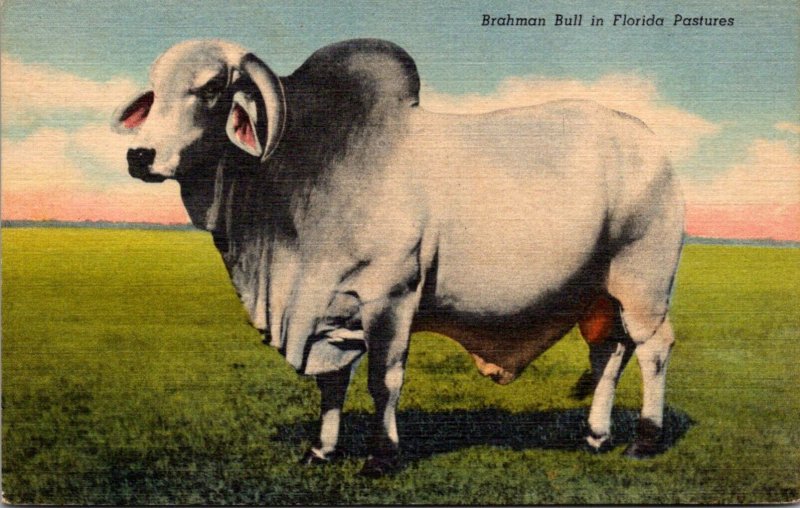 Florida Brahman Bull In A Florida Pasture Curteich