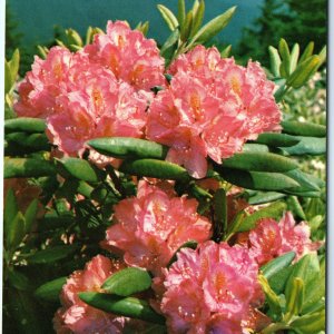 c1960s Pub Asheville, NC Purple Rhododendron Flower Catawbiense Great Smoky A297