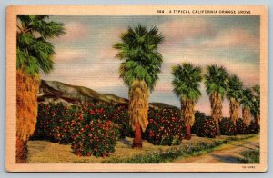 Vintage California Postcard - Typical Cali Orange Grove - 1937