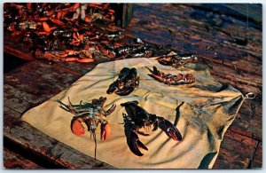 Postcard - Live Maine Lobsters, USA