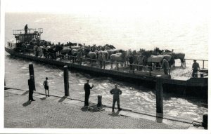 Horsesports Real Photo Horses on a Boat 04.00