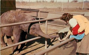 Phoenix Arizona Papago Park Indian Elephant Maytag Petley Postcard 21-13701