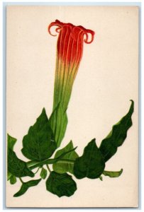 c1910 Munich-Nymphenburg Botanical Garden Blood Datura Germany Postcard